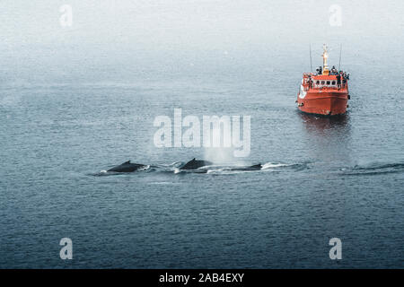 Tre Balene Humpback con aletta a nuotare in mare e alimentazione. Orange whale watching tour in barca nave in background. La Groenlandia baia di Disko Ilulissat. Foto Stock