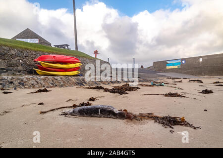 A PORTNOO, County Donegal / Irlanda - 08 novembre 2019 : guarnizione morto pup giacente sulla riva a Portnoo Foto Stock