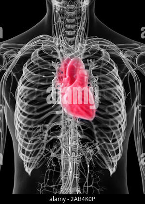 3D Rendering accurato dal punto di vista medico illustrazione del cuore umano Foto Stock