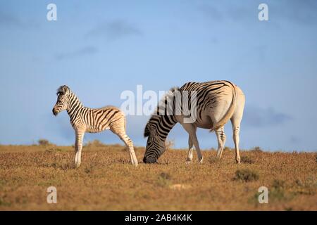 Capo zebre di montagna (Equus zebra zebra), madre con animale giovane, mangiare, Mountain Zebra National Park, Capo orientale, Sud Africa Foto Stock