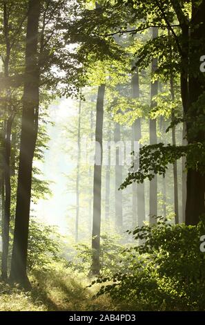 La luce del sole entra nel bosco di latifoglie in una nebbiosa mattina dopo la pioggia. Foto Stock