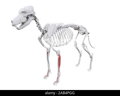 3d reso illustrazione del cane anatomia del muscolo - estensore digitorum lateralis Foto Stock