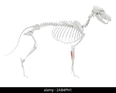 3d reso illustrazione del cane anatomia del muscolo - flessore radiale del carpo Foto Stock