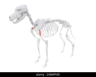 3d reso illustrazione del cane anatomia del muscolo deltoide - Foto Stock