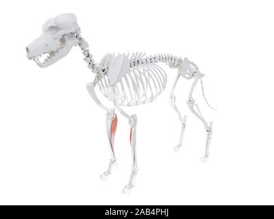 3d reso illustrazione del cane anatomia del muscolo - flessore radiale del carpo Foto Stock