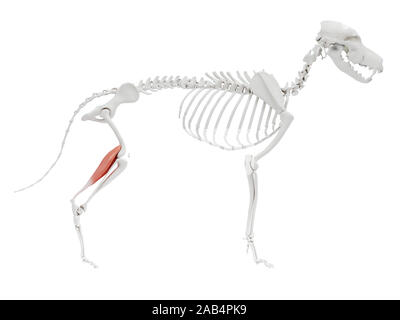 3d reso illustrazione del cane anatomia del muscolo gastrocnemio - Foto Stock