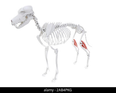 3d reso illustrazione del cane anatomia del muscolo gastrocnemio - Foto Stock