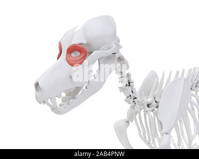 3d reso illustrazione del cane anatomia del muscolo - orbicularis oculi Foto Stock