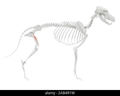 3d reso illustrazione del cane anatomia del muscolo - vastus medialis Foto Stock