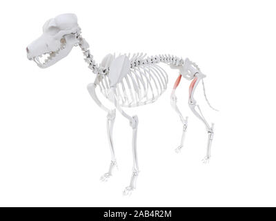 3d reso illustrazione del cane anatomia del muscolo - vastus medialis Foto Stock