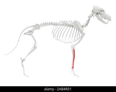 Rendering 3D illustrazione anatomia del cane anatomia scheletrico - RADIUS Foto Stock