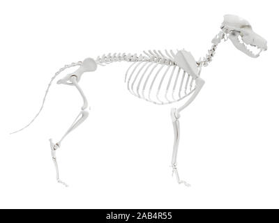 Rendering 3D illustrazione anatomia del cane anatomia scheletrico Foto Stock