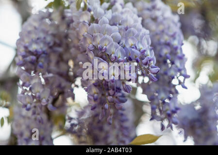 Fioritura viola Wisteria sinensis. Bella struttura prolifica con classico profumati fiori viola in racemi pendenti. Blu glicine cinese è una specie Foto Stock