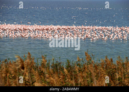 Decine di migliaia di rosa fenicottero minore, Kamfers Dam, vicino a Kimberley, nel nord della provincia del Capo, in Sud Africa si vede dal lusso Rovos Rail andare in treno Foto Stock