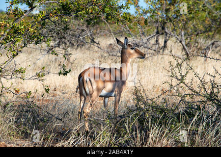 Impala femmina (Aepyceros melampus) a Riserva di Mashatu, Botswana, Africa Foto Stock