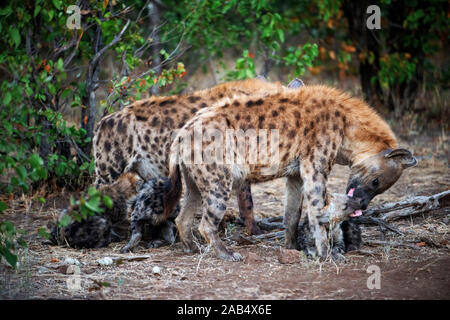 Avvistato iene (Crocuta crocuta) a Riserva di Mashatu, Botswana, Africa Foto Stock