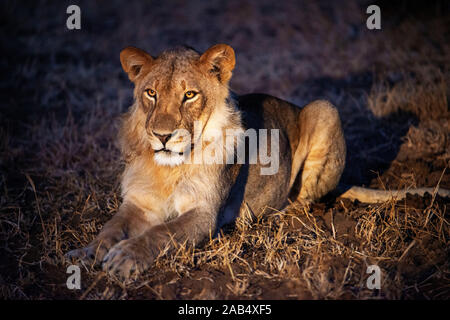 Lion (Panthera Leo) a Riserva di Mashatu, Botswana, Africa Foto Stock