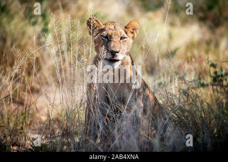 Lion (Panthera Leo) a Mala Mala Game Reserve Sabi Sand Parco Kruger in Sud Africa e Africa Foto Stock