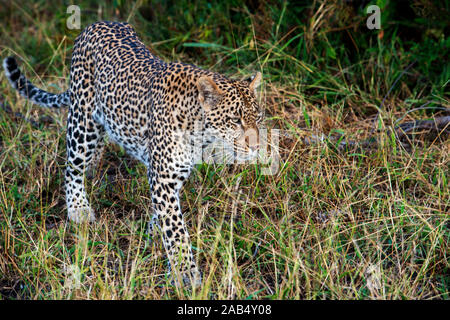 Leopard (Panthera pardus) in Mala Mala Game Reserve Sabi Sand Parco Kruger in Sud Africa e Africa Foto Stock