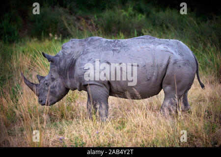 Femmina bianca rhino a Mala Mala Game Reserve Sabi Sand Parco Kruger in Sud Africa e Africa Foto Stock