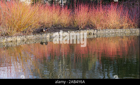 Una massa di colore arancio brillante steli gialli di Cornus sanguinea Midwinter Fire è visto lungo un lago in Wisley Gardens in febbraio. Foto Stock