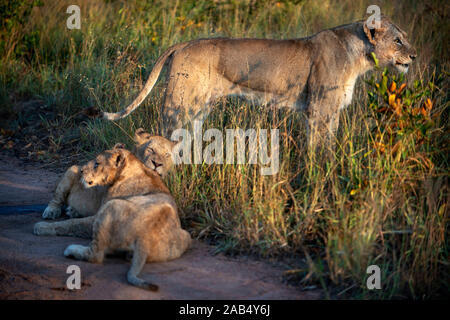 Famiglia di leoni (Panthera Leo) a Mala Mala Game Reserve Sabi Sand Parco Kruger in Sud Africa e Africa Foto Stock