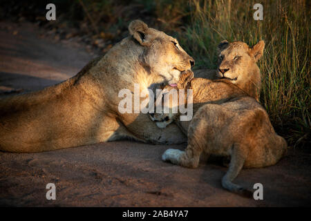 Famiglia di leoni (Panthera Leo) a Mala Mala Game Reserve Sabi Sand Parco Kruger in Sud Africa e Africa Foto Stock