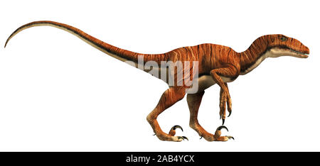 Deinonychus è un theropod dinosauro, un cugino di Velociraptor, che visse durante il Cretaceo. Qui illustrato senza piume su uno sfondo bianco. Foto Stock