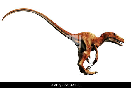 Deinonychus è un theropod dinosauro, un cugino di Velociraptor, che visse durante il Cretaceo. Qui illustrato senza piume su uno sfondo bianco. Foto Stock