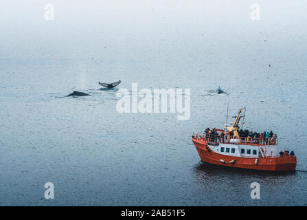 Tre Balene Humpback con aletta a nuotare in mare e alimentazione. Orange whale watching tour in barca nave in background. La Groenlandia baia di Disko Ilulissat. Foto Stock