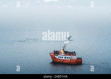 Tre Balene Humpback con aletta a nuotare in mare e alimentazione. Orange whale watching tour in barca nave in background. La Groenlandia baia di Disko Ilulissat. Foto Stock