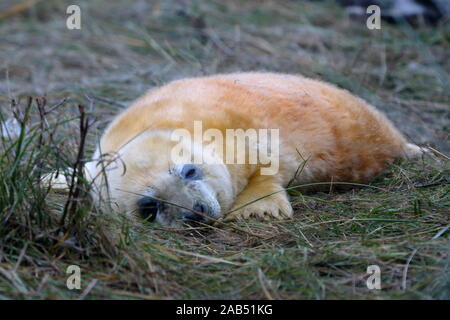 Un più giallo arancione grigio guarnizione (Halichoerus grypus) cucciolo nato a Donna Nook. Foto Stock