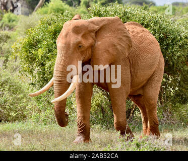 Grandi bull elephant a piedi attraverso il semi-arido di Tsavo National Park in Kenya. (Loxodonta africana) Foto Stock
