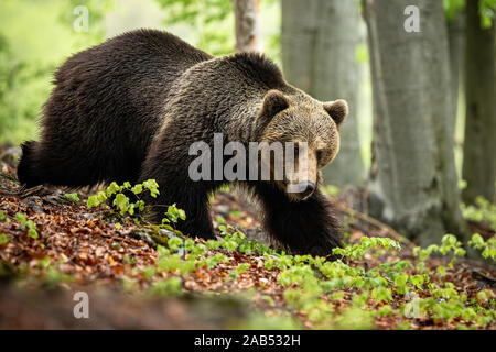 Un massiccio maschio di orso bruno alla ricerca di cibo nel fogliame Foto Stock