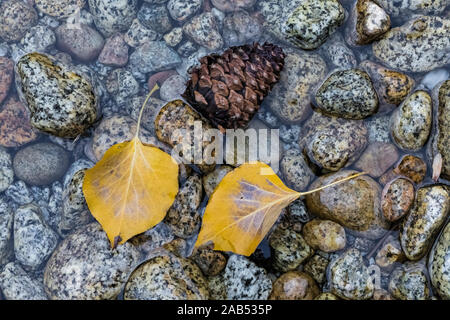 Autunno nero pioppi neri americani, Populus balsamifera ssp. trichocarpa, lascia nel Fiume dei Re nel Cedar Grove area di Kings Canyon National Park, California Foto Stock