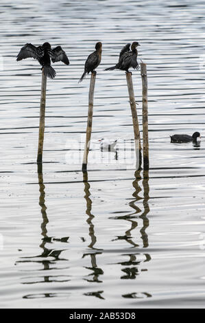 Pigmeo di Cormorani che si asciugano le ali su vecchi posti di ormeggio nel lago Orestiada Castorià Macedonia, Grecia settentrionale. Foto Stock