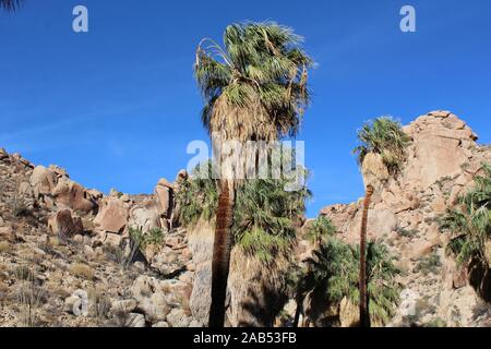 Perso oasi di palme è isolata per diverse miglia in Colorado Deserto Deserto di Joshua Tree National Park. Foto Stock