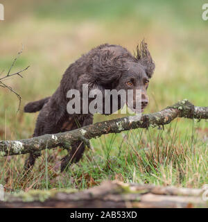 English cocker spaniel Foto Stock