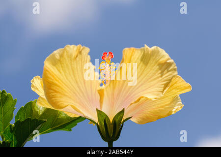 Fiori di ibisco su sfondo blu. Foto Stock