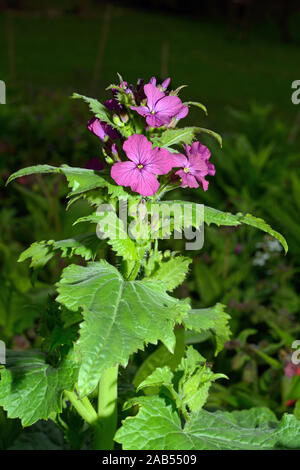 Lunaria annua (onestà) è nativo per i Balcani e l'Asia sud-occidentale ma ora naturalizzato in tutta la maggior parte del mondo temperato Foto Stock