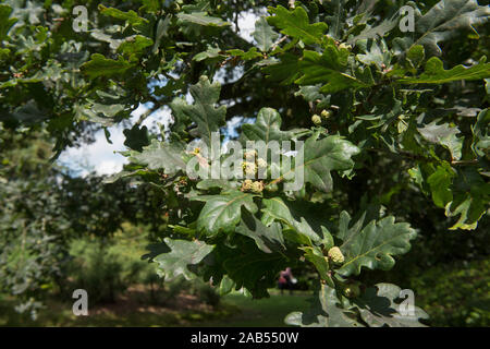 Rovere, Rovere della Cornovaglia o botti di quercia (Quercus petraea) in un parco Foto Stock