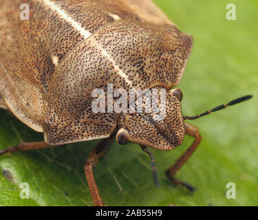 In prossimità di una tartaruga (Shieldbug Eurygaster "testudinaria) seduto su una foglia. Tipperary, Irlanda Foto Stock