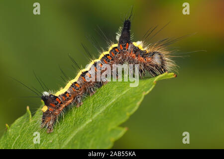 Pugnale grigio moth caterpillar (Acronicta psi) appoggiato sulla foglia di cenere. Tipperary, Irlanda Foto Stock