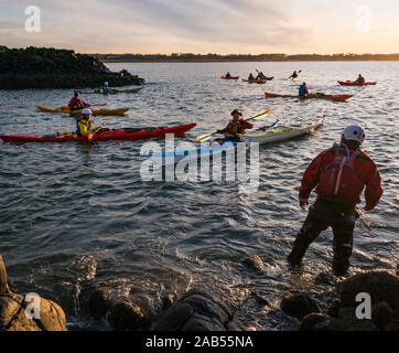 Lothian Sea Kayak Club kayakers preparare a partire dalla costa rocciosa con kayak, al tramonto, Isola di agnello, Firth of Forth, Scotland, Regno Unito Foto Stock