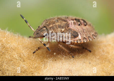 Hairy Shieldbug finale ninfa instar (Dolycoris baccarum) a riposo sulla pianta. Tipperary, Irlanda Foto Stock