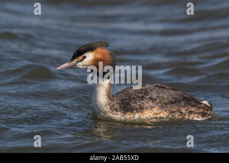 Haubentaucher (Podiceps cristatus) Foto Stock