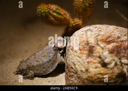 Un deserto cornuto lizard si nasconde tra le rocce Foto Stock