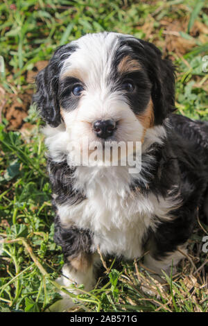 In prossimità di un grazioso, piccolo Mini Bernedoodle cucciolo di cane guardando la telecamera Foto Stock