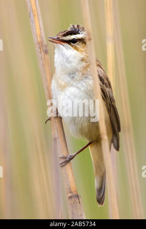 Schilfrohrsänger (Acrocephalus schoenobaenus) Foto Stock