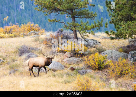 Majestic bull elk in the Golden colori dell autunno su una bella montagna rocciosa serata d'autunno. Foto Stock